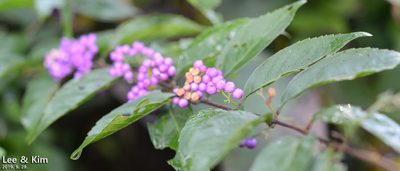 Callicarpa japonica, photographed by Kim, Hyun-tae