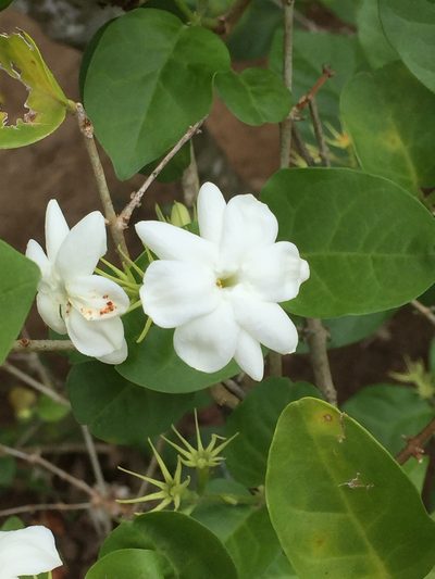 Jasminum sambac, photographed by Andre Hosper
