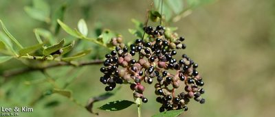 Zanthoxylum schinifolium, photographed by Kim, Hyun-tae
