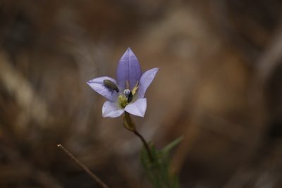 Prismatocarpus pedunculatus, photographed by Karen Eichholz