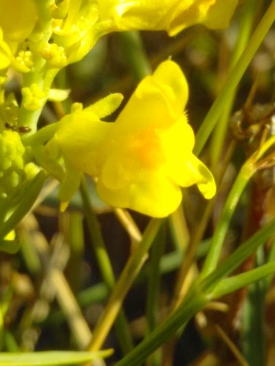 Linaria angustissima, photographed by Yves Bas
