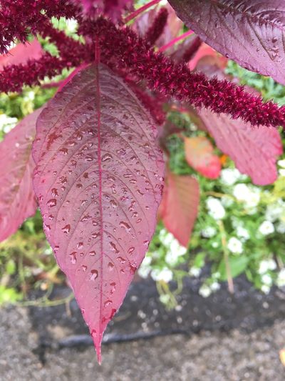Amaranthus hypochondriacus, photographed by fronk