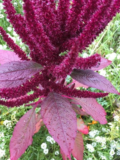 Amaranthus hypochondriacus, photographed by fronk