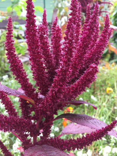 Amaranthus hypochondriacus, photographed by fronk