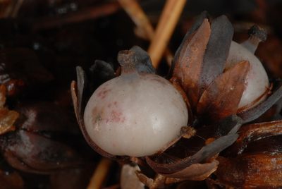 Monotropsis odorata, photographed by Douglas Goldman