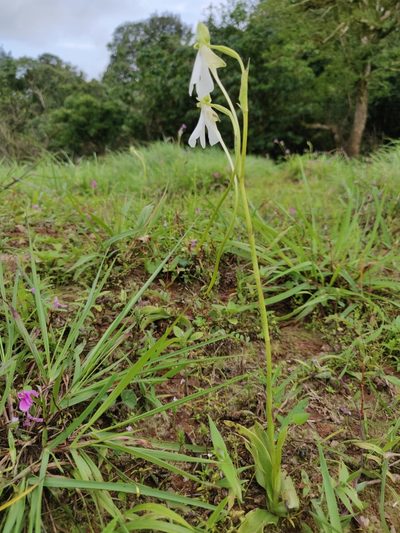 Habenaria longicorniculata, photographed by T R Shankar Raman