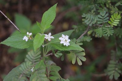 Lantana canescens, photographed by Francisco Martínez González