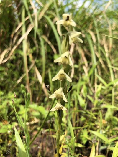 Habenaria heyneana, photographed by Divya Mudappa