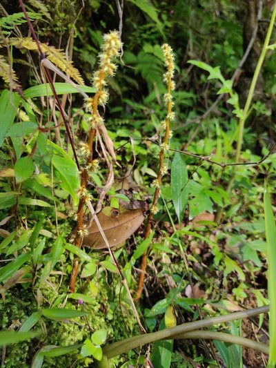 Remusatia vivipara, photographed by T R Shankar Raman