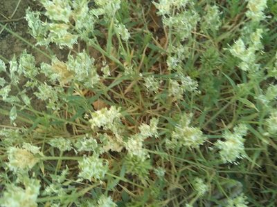 Eragrostis reptans, photographed by Clay
