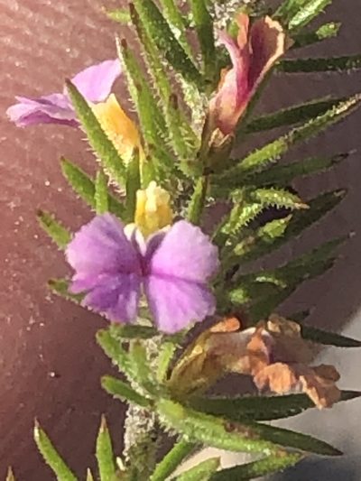 Muraltia ciliaris, photographed by Dave U