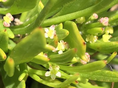 Centella sessilis, photographed by Dave U