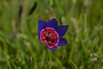 Geissorhiza radians, photographed by Sam McCarren