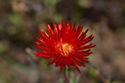 Lampranthus coccineus, photographed by Sam McCarren