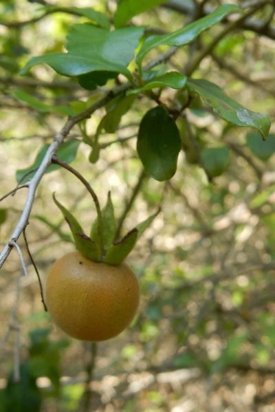 Diospyros simii, photographed by Henry de Lange