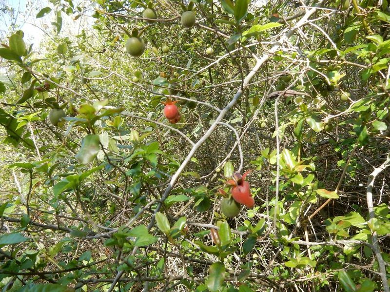 Diospyros simii, photographed by Henry de Lange