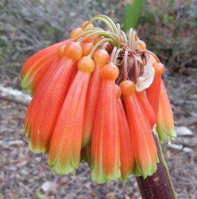 Clivia nobilis, photographed by Henry de Lange