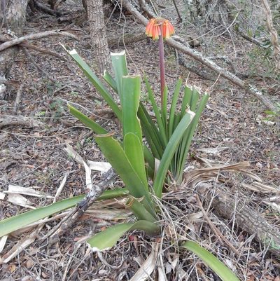 Clivia nobilis, photographed by Henry de Lange