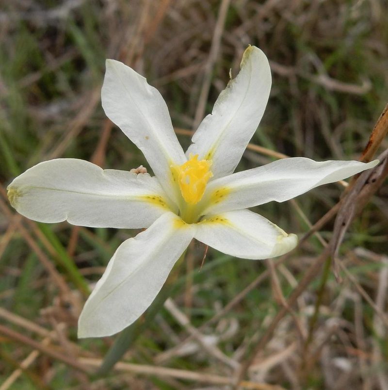 Moraea britteniae, photographed by Henry de Lange