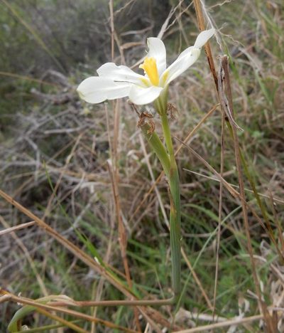 Moraea britteniae, photographed by Henry de Lange