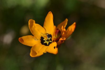 Ixia maculata, photographed by Sam McCarren