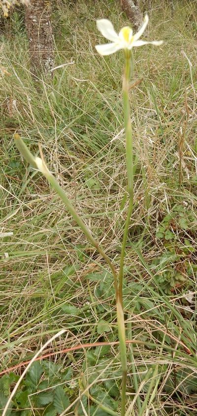 Moraea britteniae, photographed by Henry de Lange
