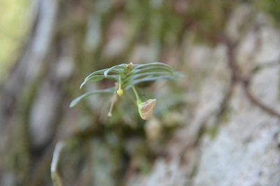 Dichaea panamensis, photographed by Letizia Weichgrebe