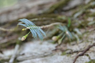 Dichaea panamensis, photographed by Letizia Weichgrebe
