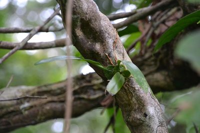 Rossioglossum ampliatum, photographed by Letizia Weichgrebe