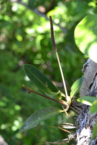 Anthurium paludosum, photographed by Letizia Weichgrebe