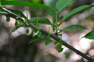 Peperomia rotundifolia, photographed by Letizia Weichgrebe
