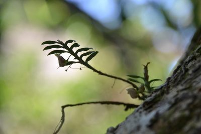 Dichaea panamensis, photographed by Letizia Weichgrebe