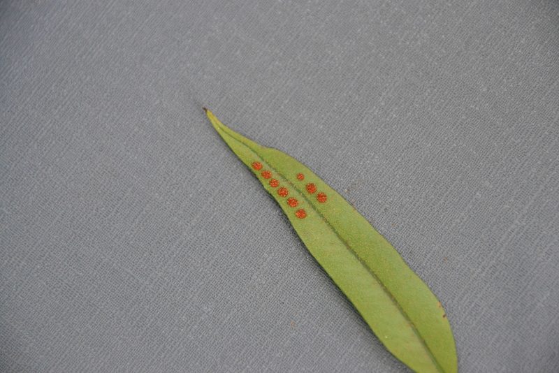 Microgramma percussa, photographed by Letizia Weichgrebe
