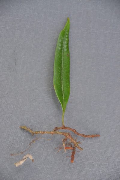 Microgramma percussa, photographed by Letizia Weichgrebe