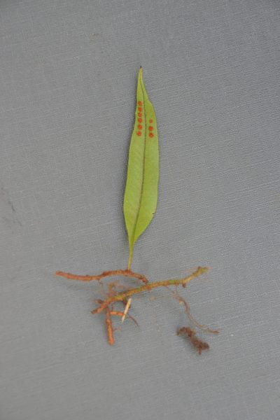 Microgramma percussa, photographed by Letizia Weichgrebe