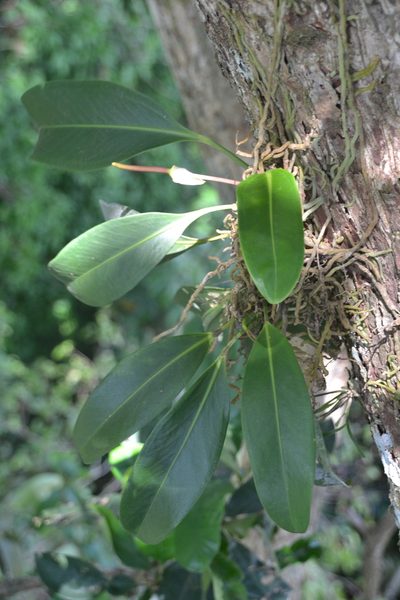 Anthurium paludosum, photographed by Letizia Weichgrebe
