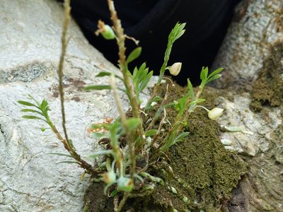 Dichaea panamensis, photographed by Letizia Weichgrebe