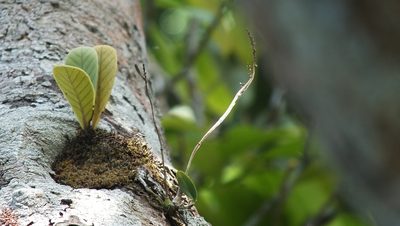 Polystachya foliosa, photographed by Letizia Weichgrebe