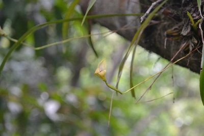 Maxillaria egertoniana, photographed by Letizia Weichgrebe