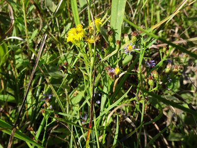 Euthamia gymnospermoides, photographed by Thomas Koffel