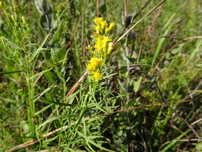Euthamia gymnospermoides, photographed by Thomas Koffel