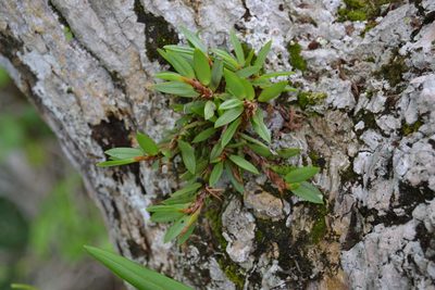 Maxillaria macleei, photographed by Letizia Weichgrebe