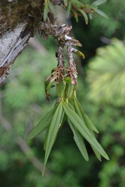 Maxillaria friedrichsthalii, photographed by Letizia Weichgrebe
