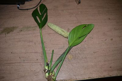 Monstera pinnatipartita, photographed by Letizia Weichgrebe