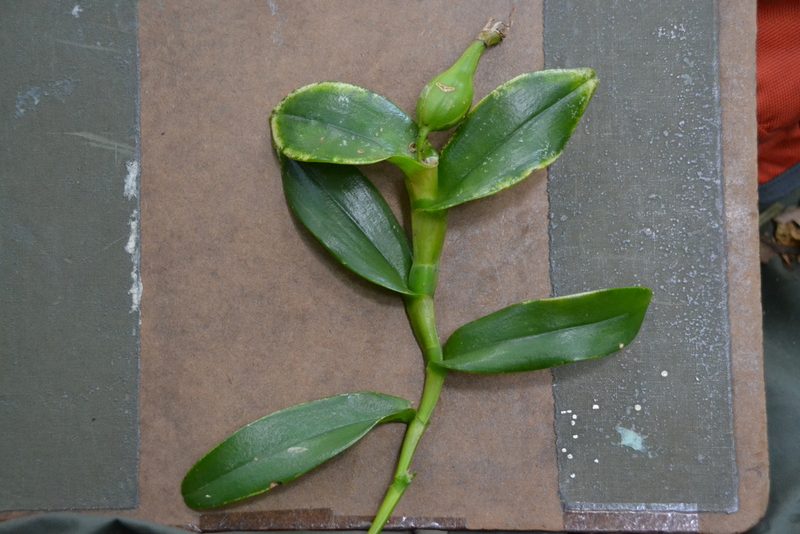 Epidendrum difforme, photographed by Letizia Weichgrebe