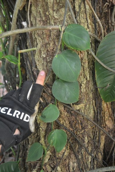 Philodendron fragrantissimum, photographed by Letizia Weichgrebe