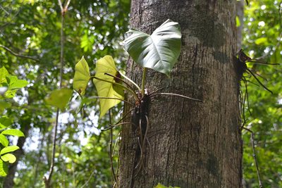 Philodendron fragrantissimum, photographed by Letizia Weichgrebe