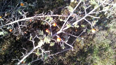 Crataegus orientalis, photographed by Михаил Орлов