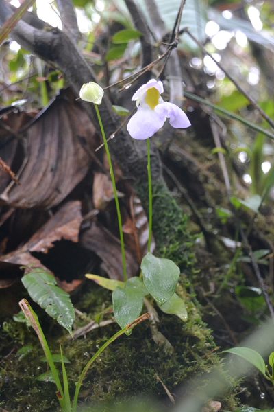 Utricularia praetermissa, photographed by Letizia Weichgrebe