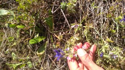 Salvia viridis, photographed by Михаил Орлов